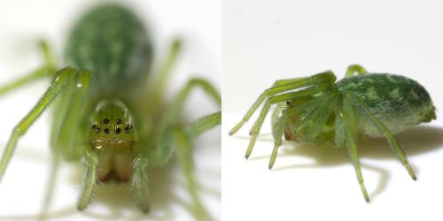 Nigma walckenaeri